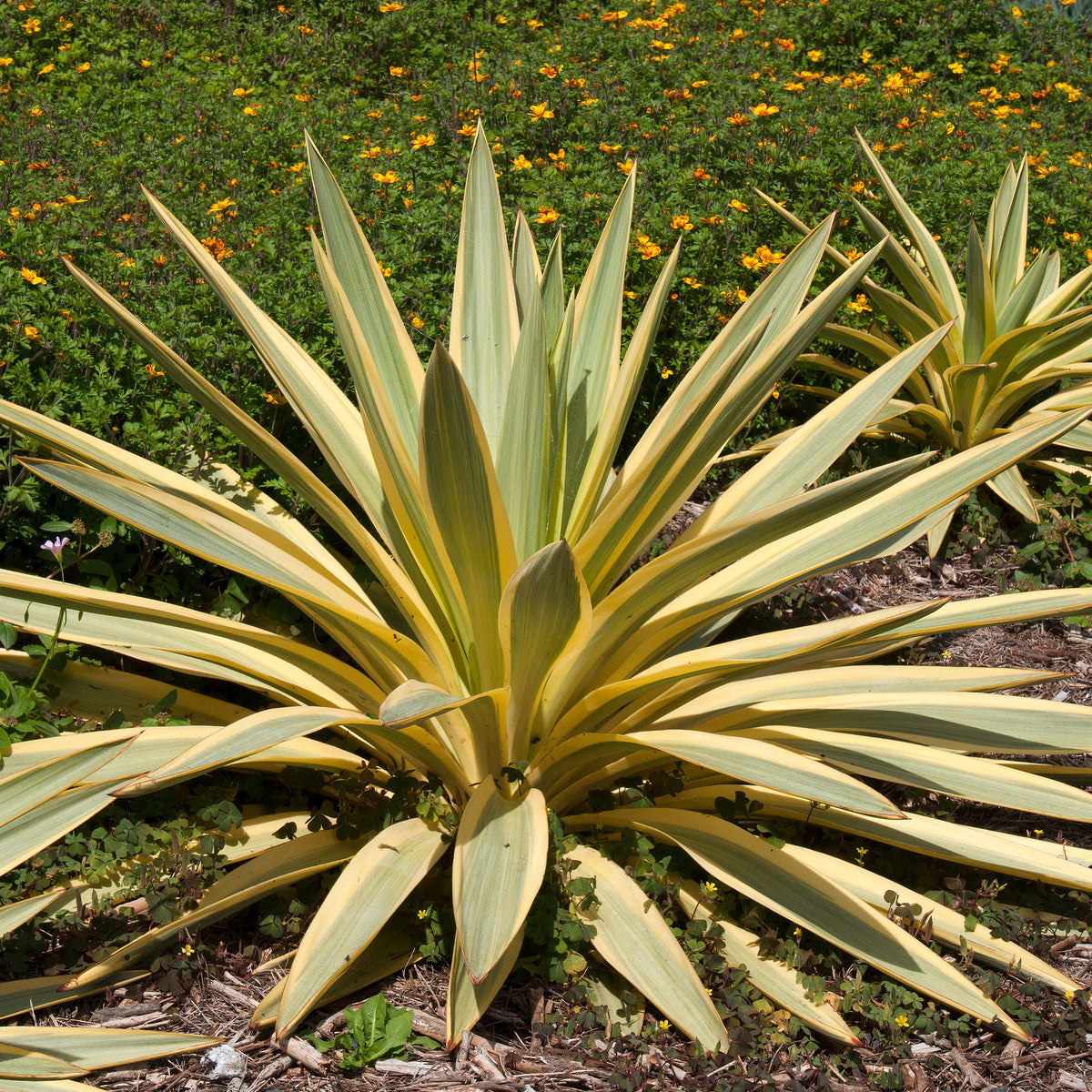 Yucca gloriosa Citrus twist® - Willemse