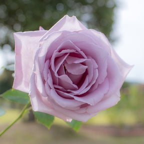 Rosier buisson Lune Bleue - Rosa lune bleue (blue moon) - Rosiers