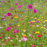 Fleurs des champs en mélange - Willemse