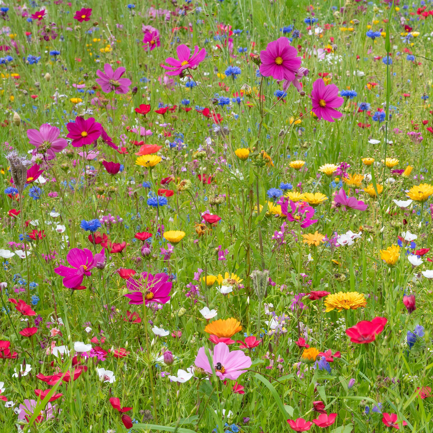 Fleurs des champs en mélange - Willemse