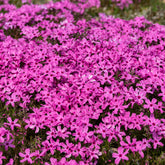 3 Phlox mousse roses