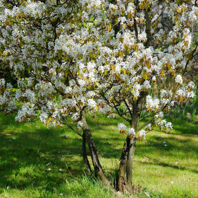 Amélanchier de Lamarck - Amelanchier lamarckii