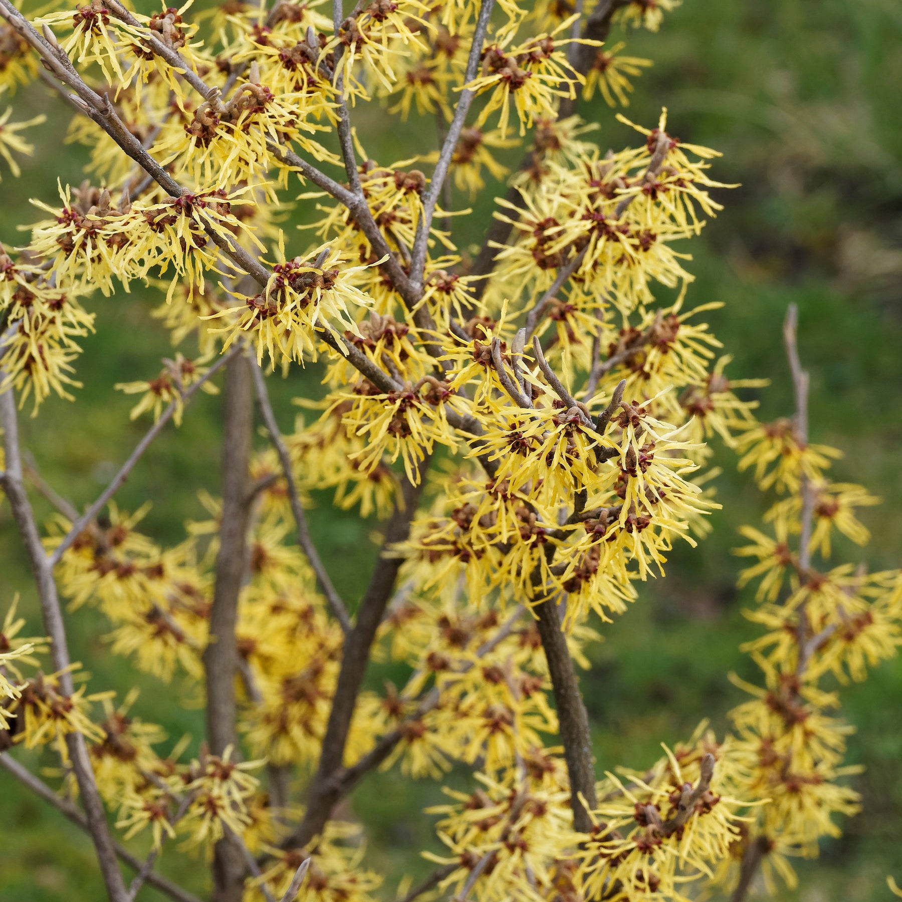 Hamamelis mollis - Hamamélis de Chine - Hamamélis