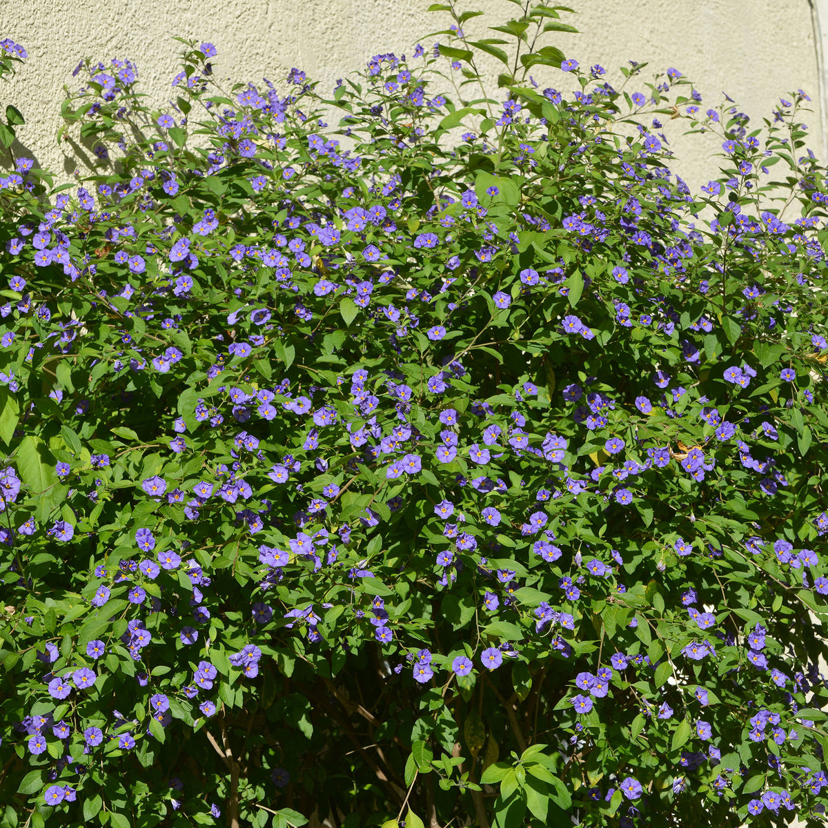 Arbre aux gentianes - Lycianthes rantonnetii