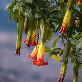 Collection de 3 Brugmansias : rouge et or, jaune, rose - Brugmansia - Willemse