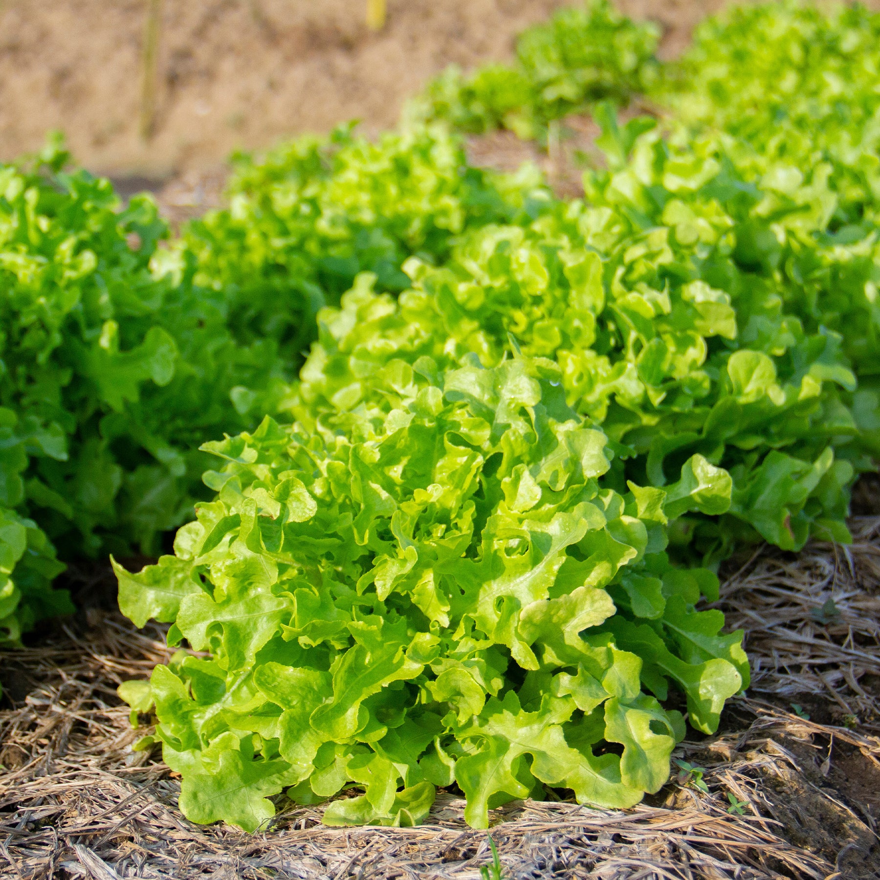 Salades - Collection de salades à couper - Collection salades à couper : Feuille de chêne, Lollo rossa, Red sala