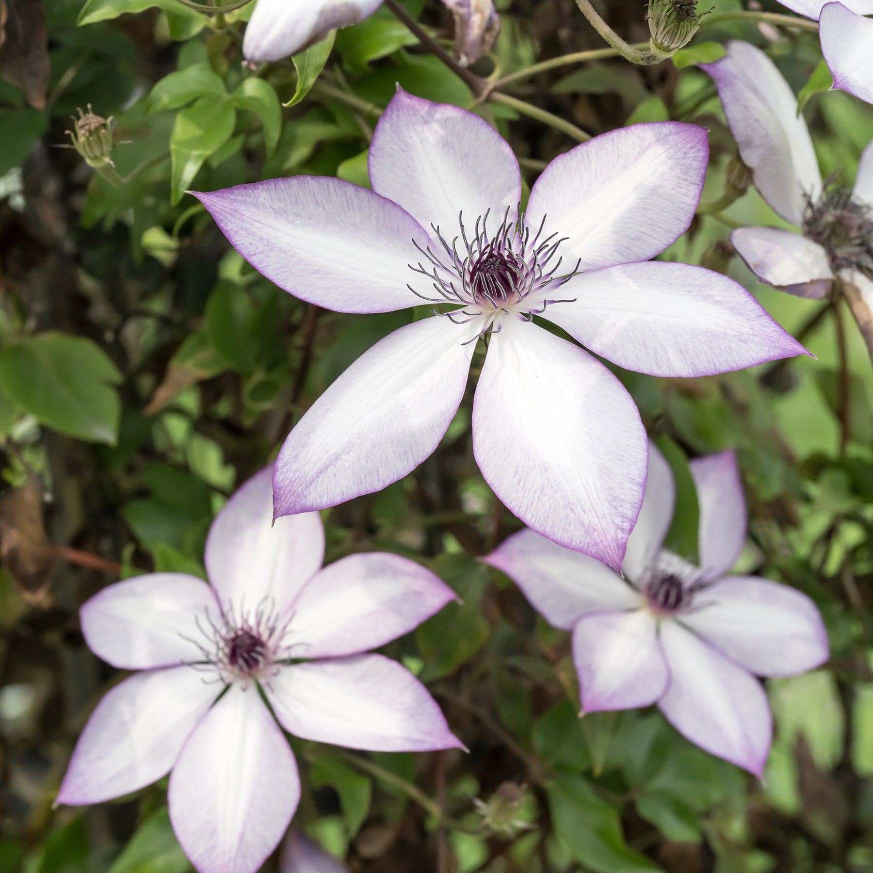 Clématite Fond Memories - Clematis florida fond memories - Willemse