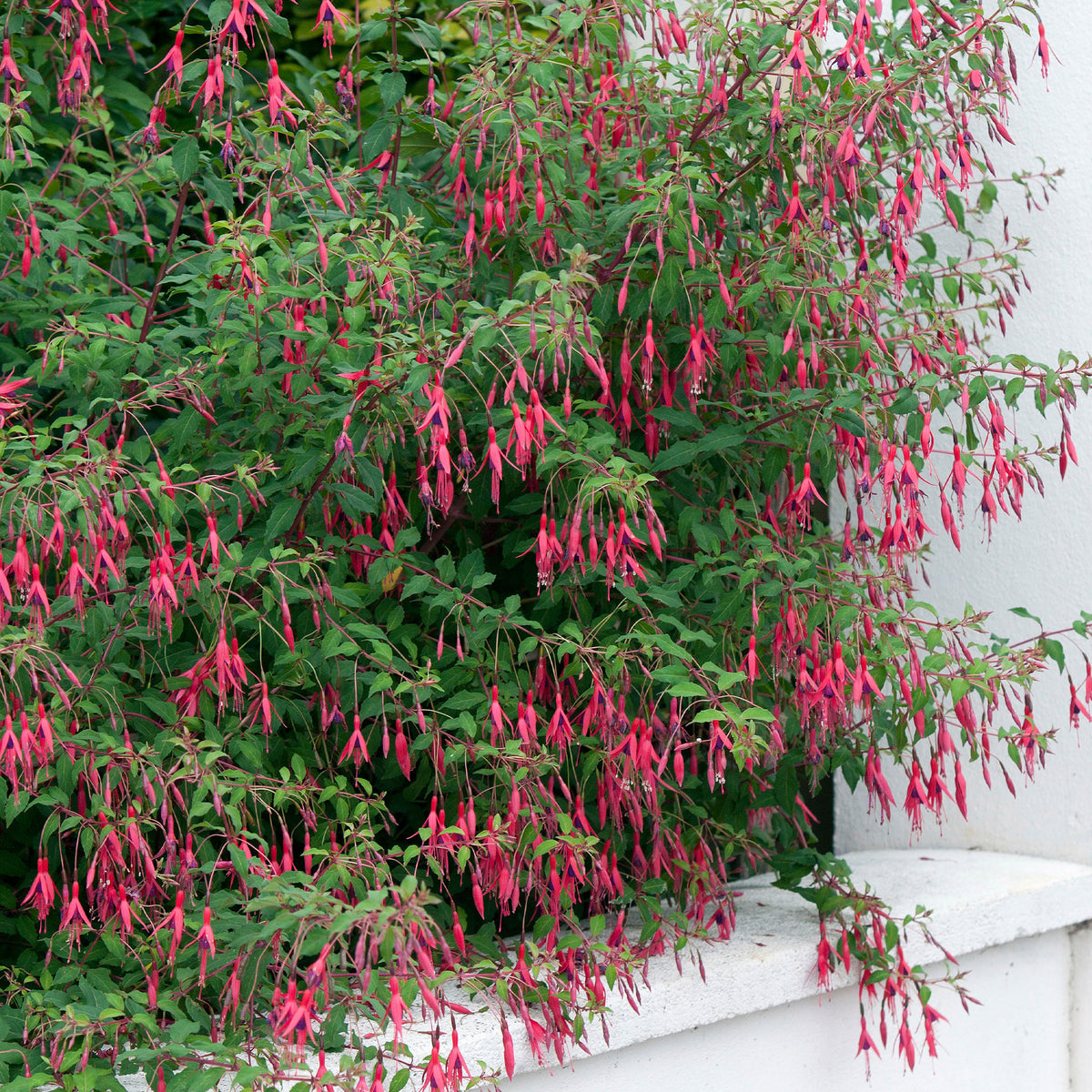 Fuchsia de Magellan Riccartonii - Fuchsia magellanica riccartonii - Plantes