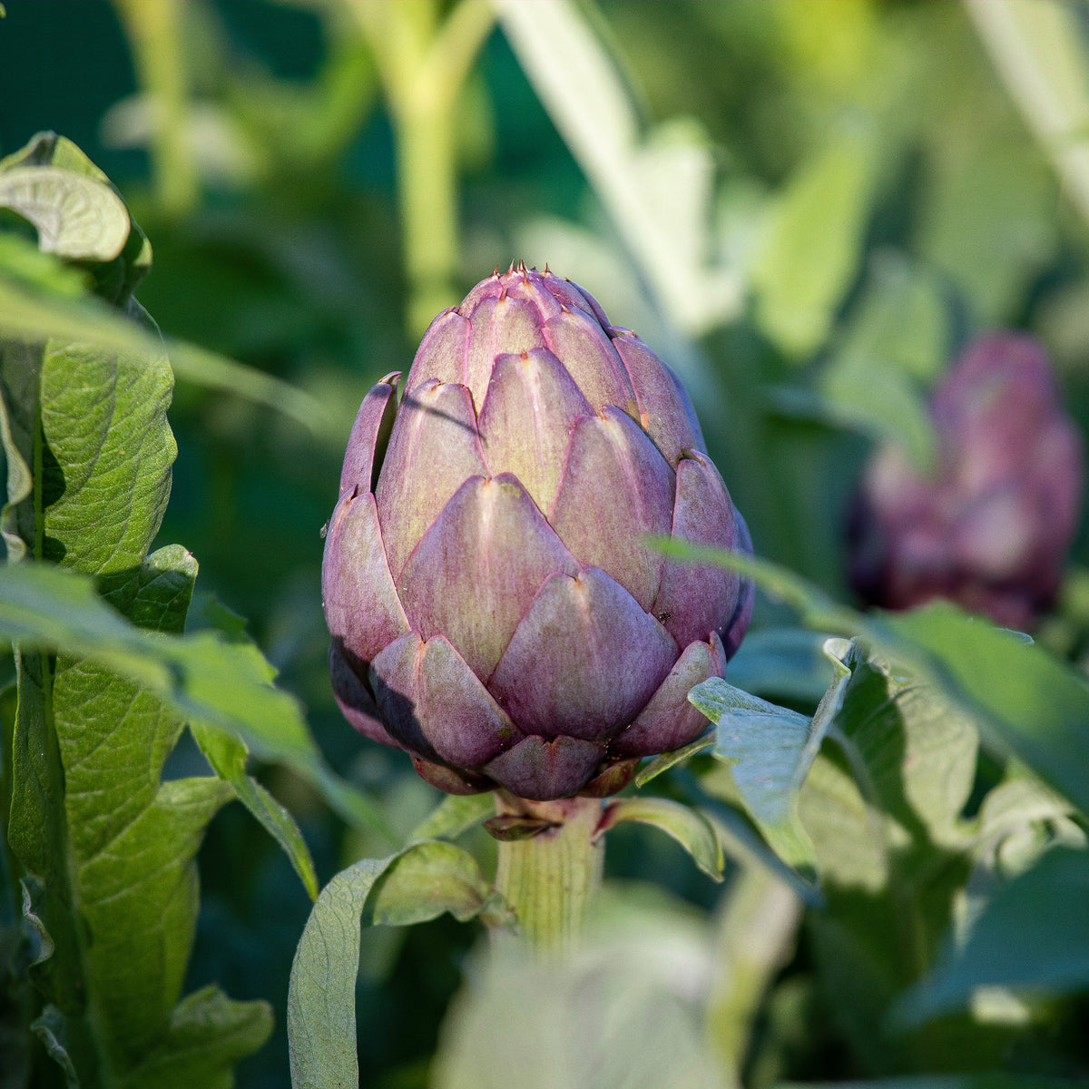 Artichaut Violet de Provence