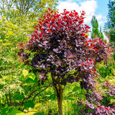 Arbre à perruque pourpre Royal Purple sur tige - Willemse