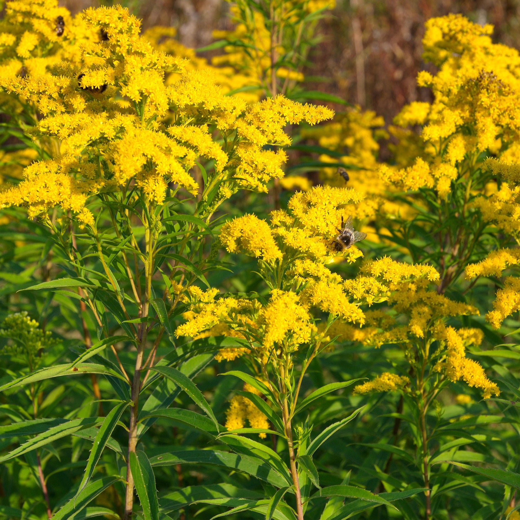 Collection de 11 plantes vivaces à floraison jaune - Solidago luteus, alchemilla mollis, hemerocallis stella de oro