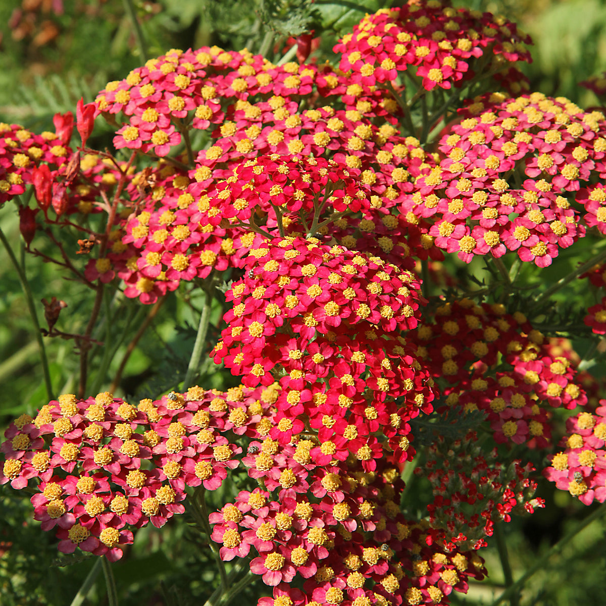 Achillée millefeuille Paprika