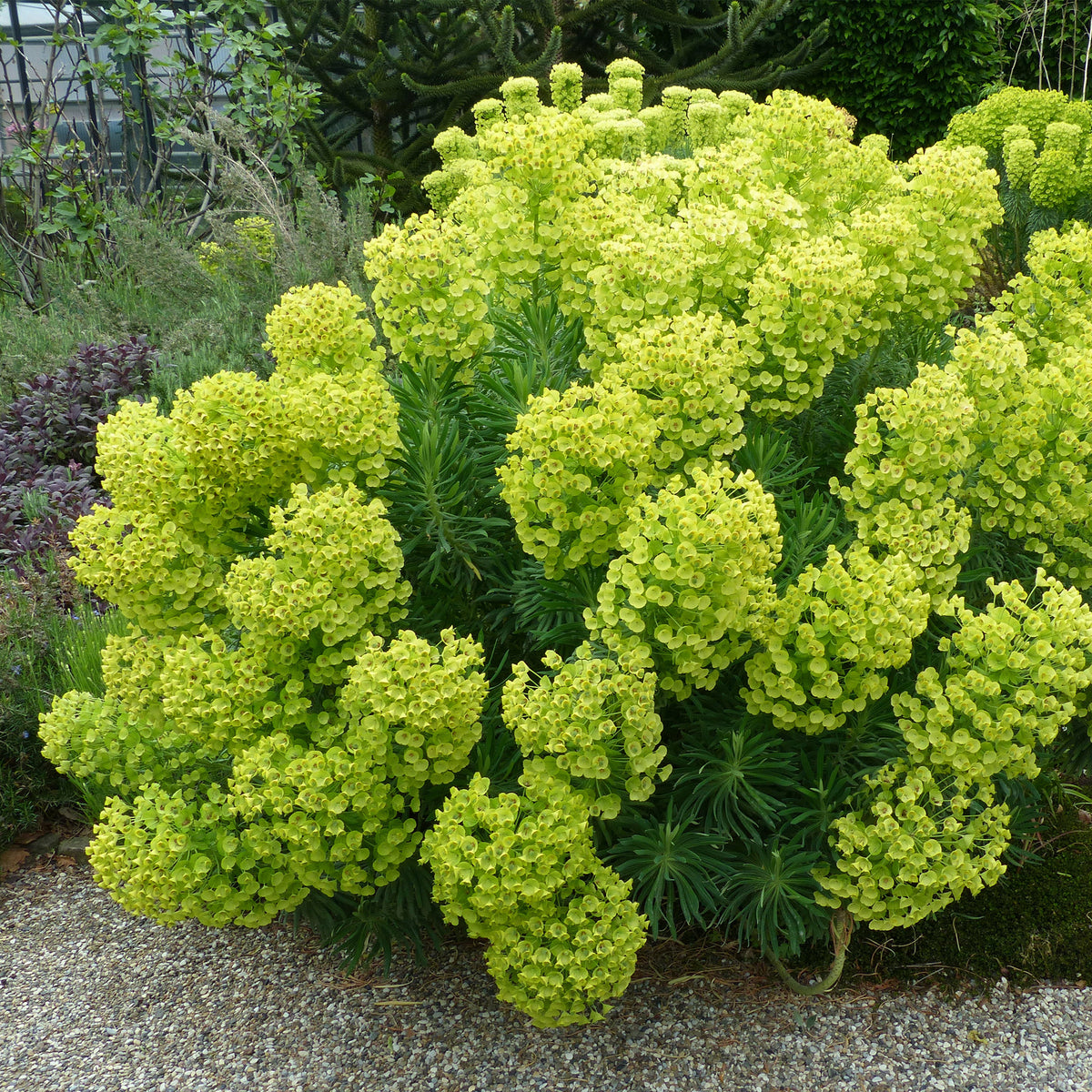 Euphorbe des garrigues wulfenii - Euphorbia characias ssp. wulfenii - Plantes