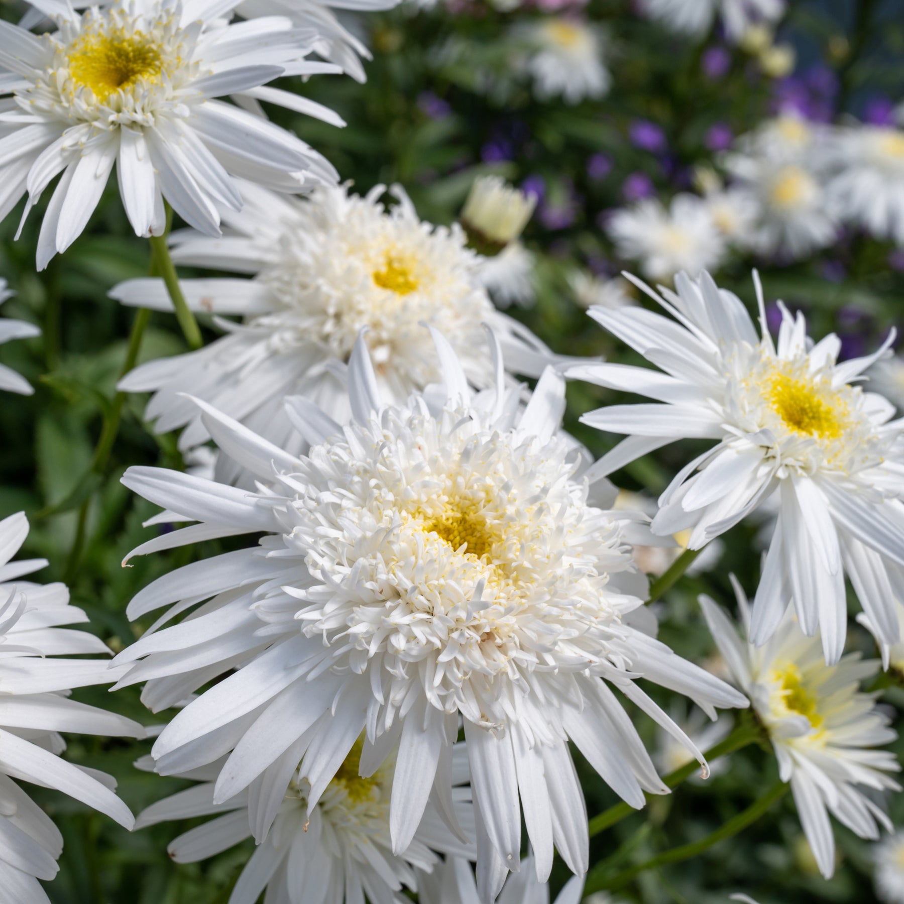 Marguerite Wirral Supreme