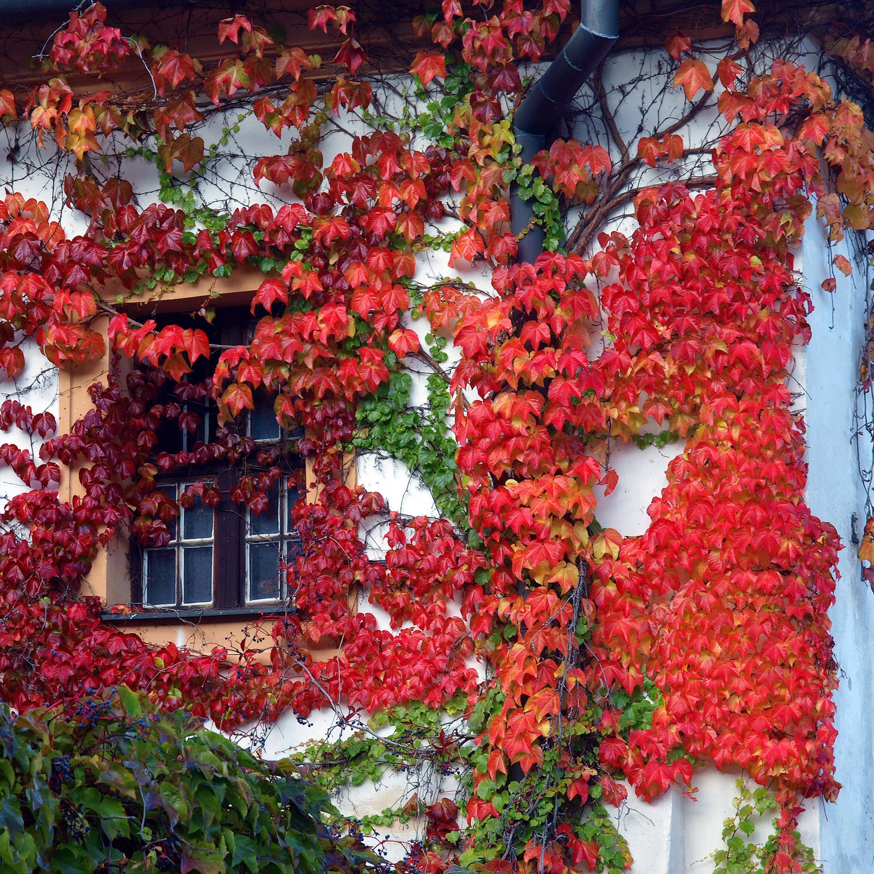 Parthenocissus tricuspidata veitchii - Vigne vierge - Plantes grimpantes