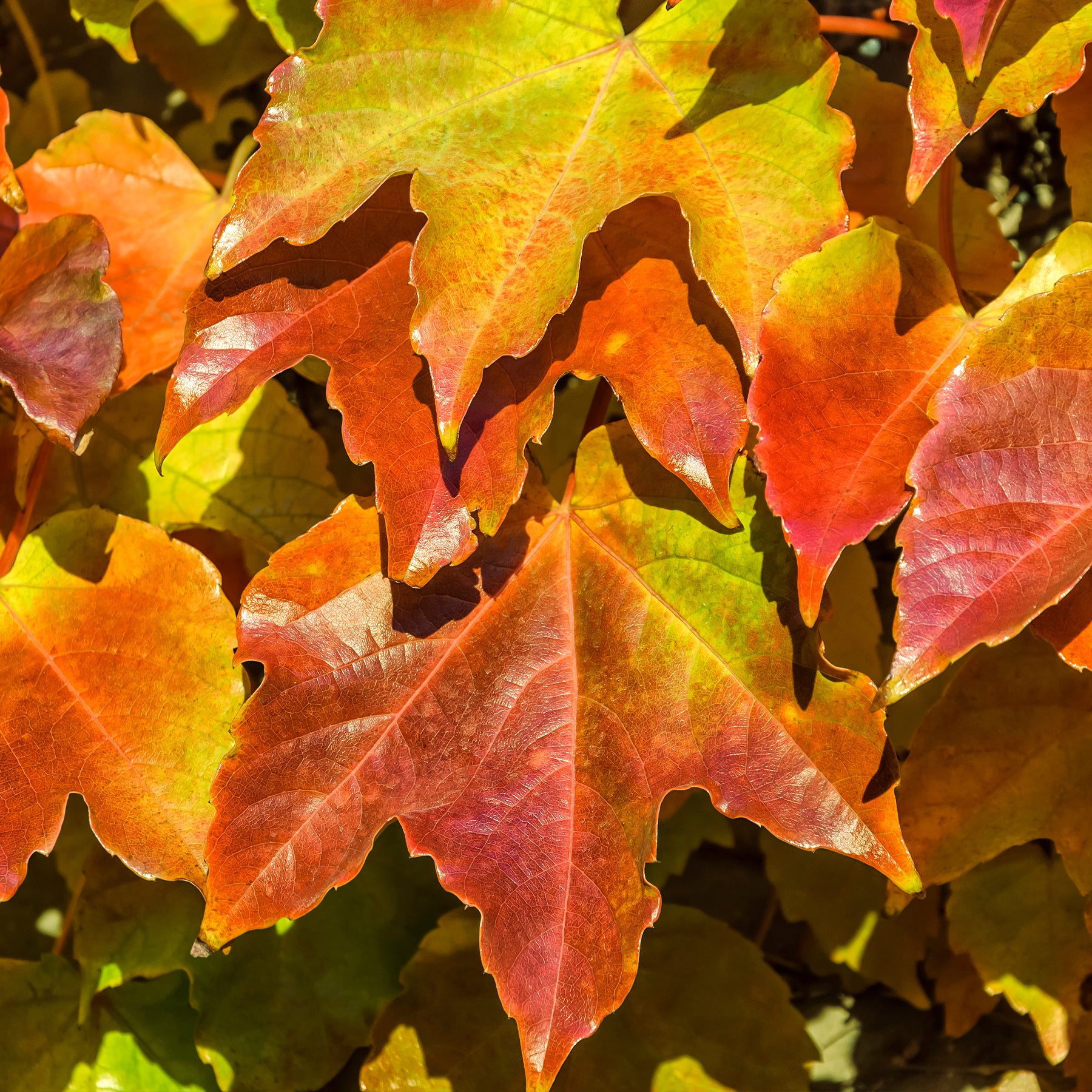 Vigne vierge - Parthenocissus tricuspidata veitchii - Willemse