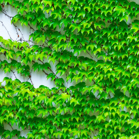 Plantes grimpantes - Vigne vierge - Parthenocissus tricuspidata veitchii