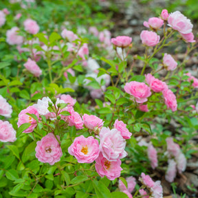 Rosier à massif The Fairy - Rosa polyantha 'the fairy'