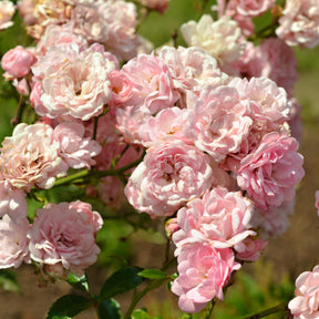 Rosier à massif The Fairy - Rosa polyantha 'the fairy'