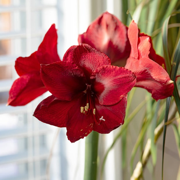 Cadeau Amaryllis - Willemse