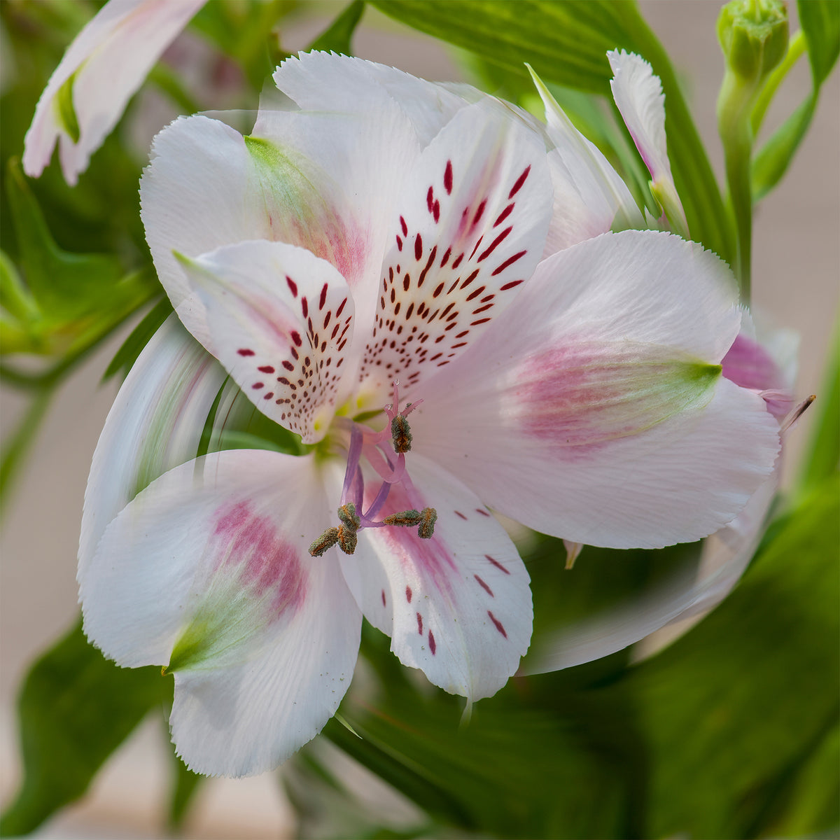 Lys des Incas - Alstroémère Duchesse d'Anjou Béatrice - Alstroemeria Duchesse d'Anjou Béatrice - Willemse