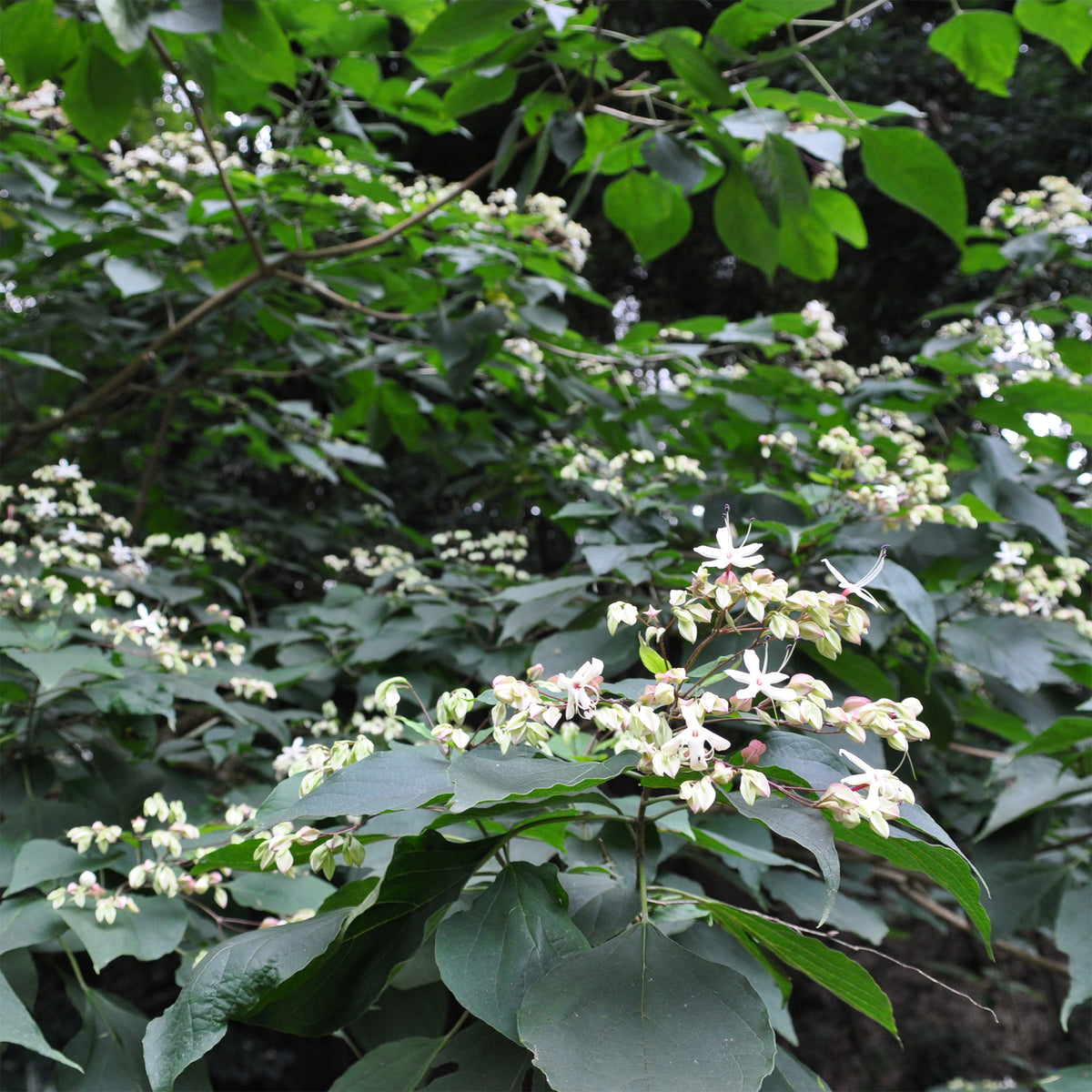 Arbre du clergé - Clerodendrum trichotomum - Willemse