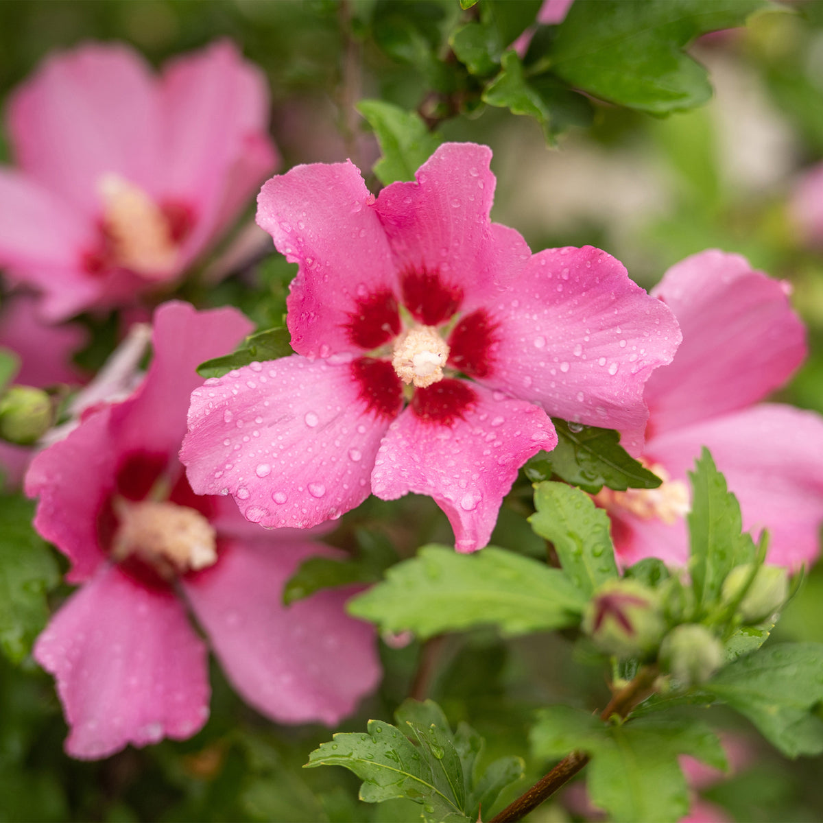 Hibiscus Woodbridge - Hibiscus syriacus Woodbridge - Willemse