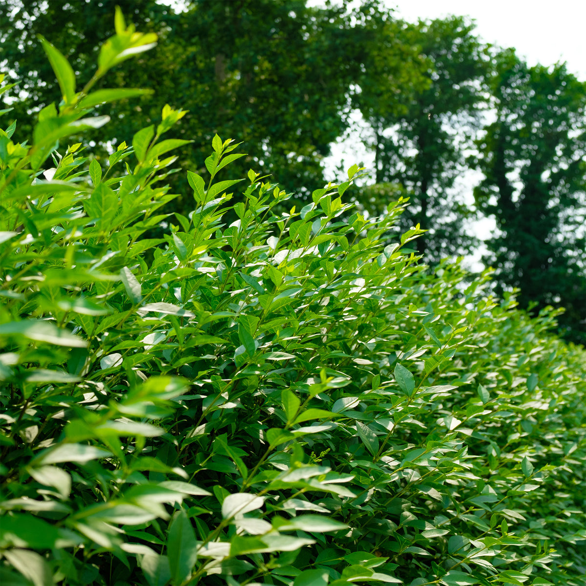 Troène commun Atrovirens - Ligustrum vulgare Atrovirens - Willemse