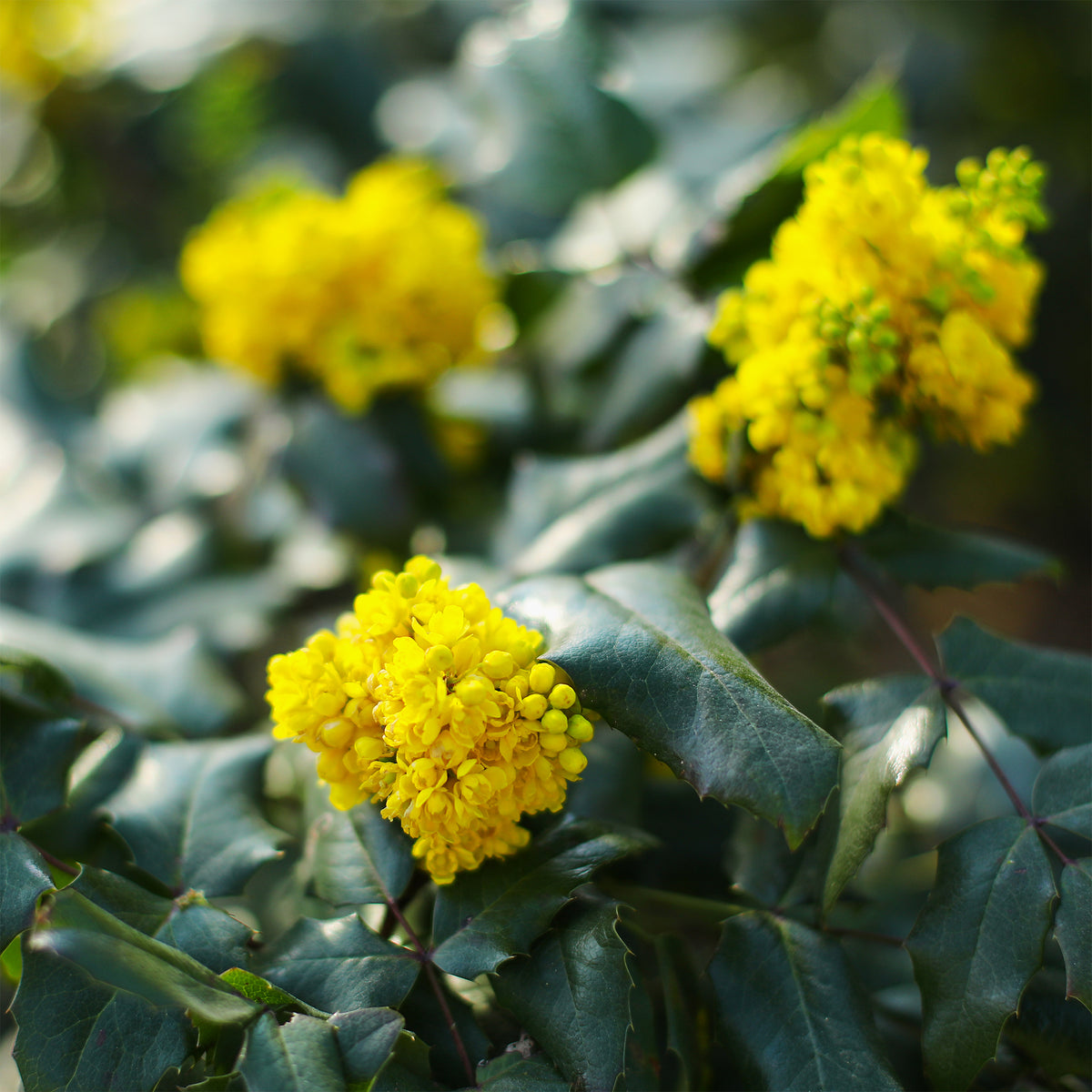 Mahonia faux-houx Apollo - Mahonia aquifolium Apollo - Willemse