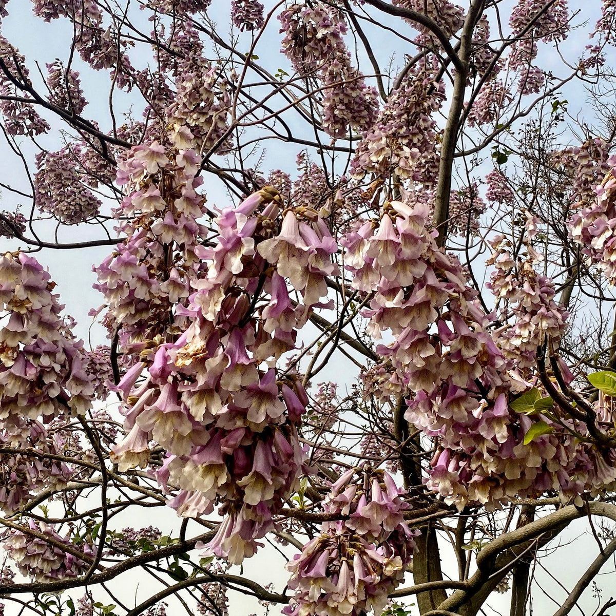 Paulownia fortunei - Willemse