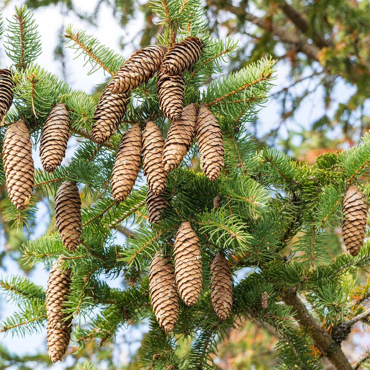 Epicéa commun - Picea abies - Willemse