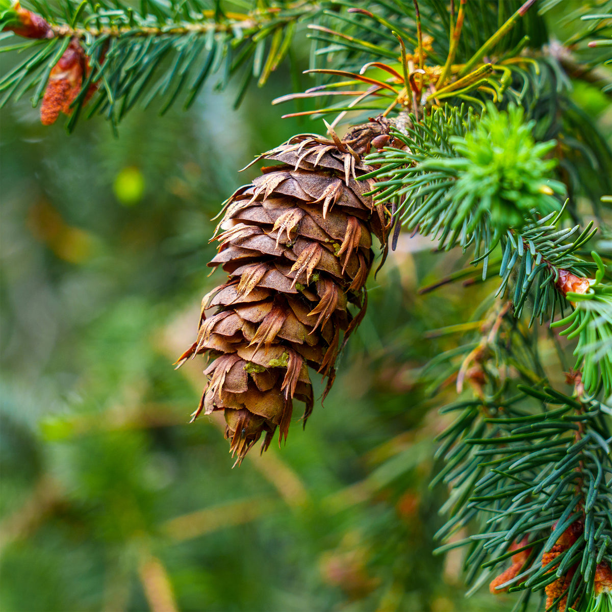 Sapin de Douglas - Pseudotsuga menziesii - Willemse