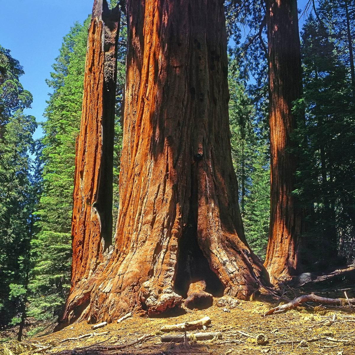 Séquoia géant - Sequoiadendron giganteum - Willemse