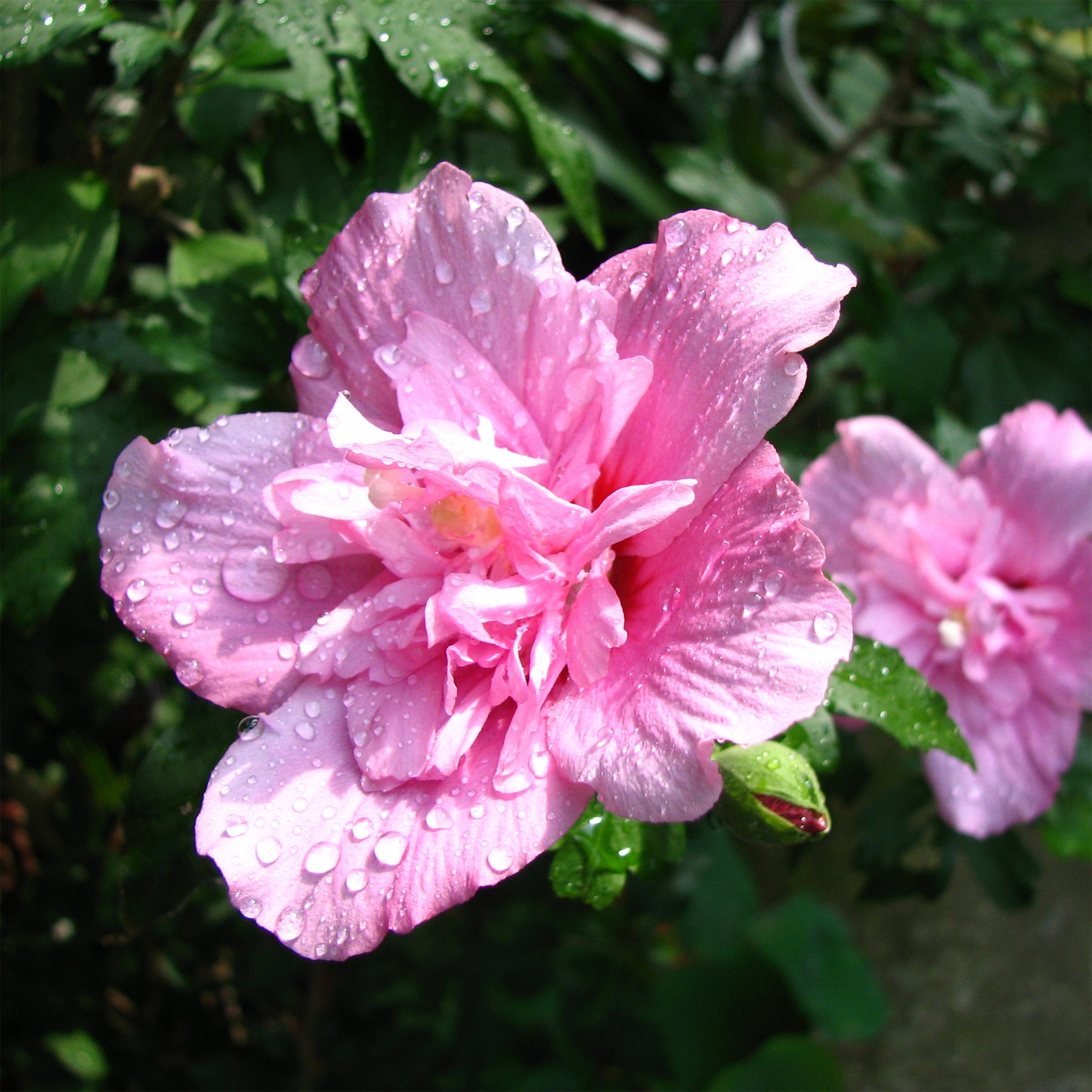 Hibiscus syriacus Ardens - Willemse