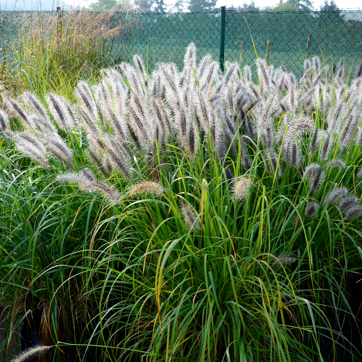 Herbe aux écouvillons Hameln EXTRA