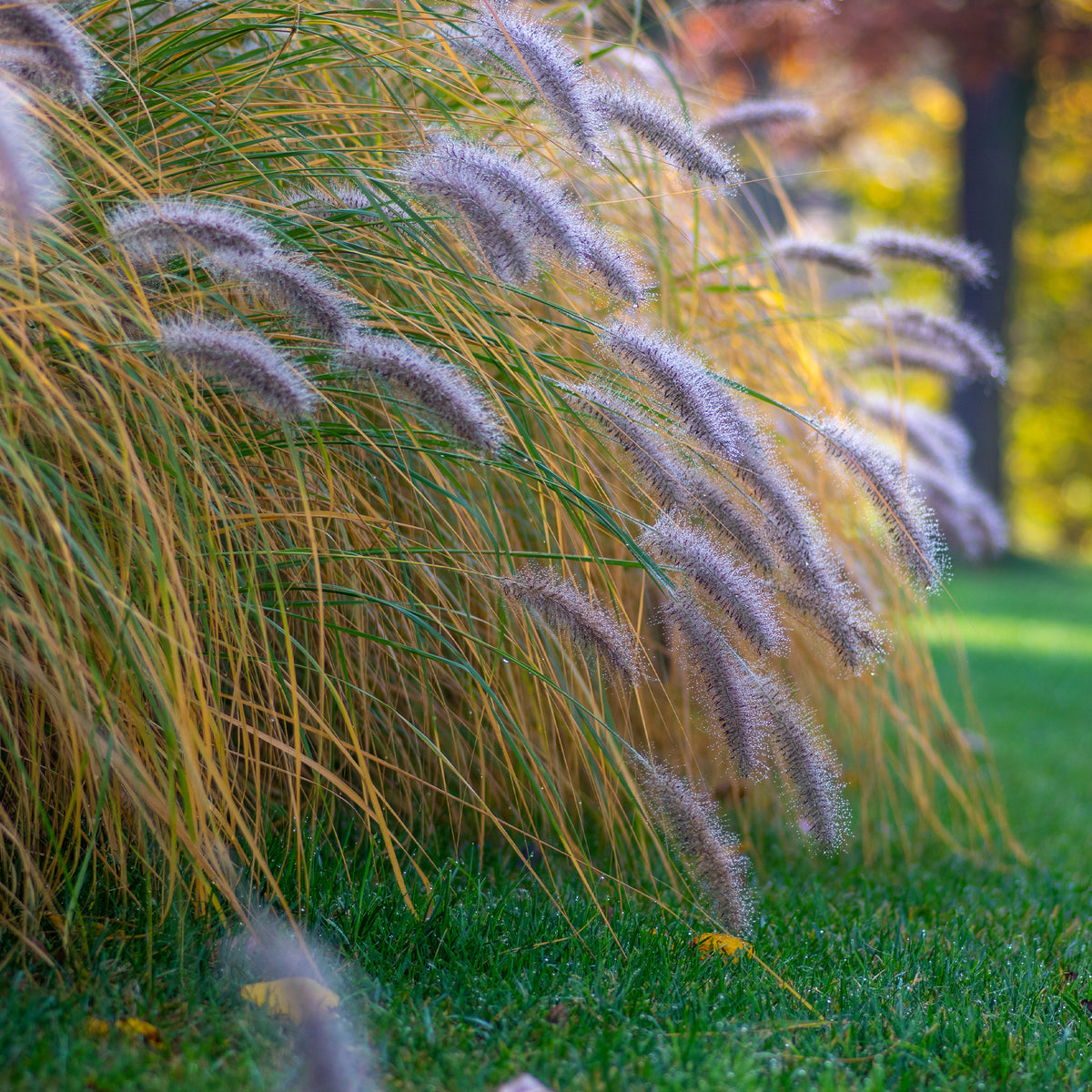 Herbe aux écouvillons Hameln EXTRA