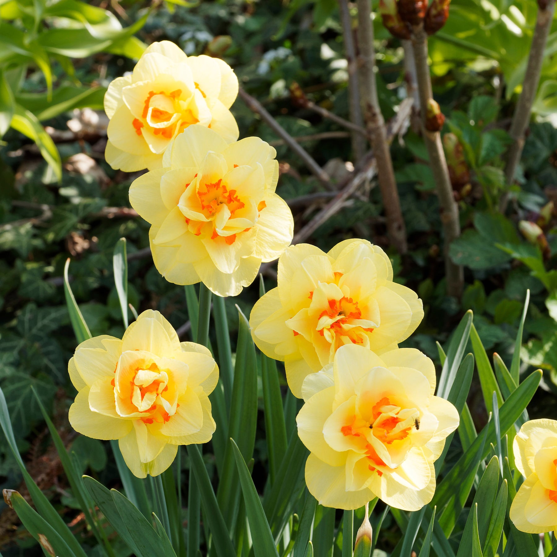 Narcisses à fleurs doubles en mélange - Narcisse - Willemse