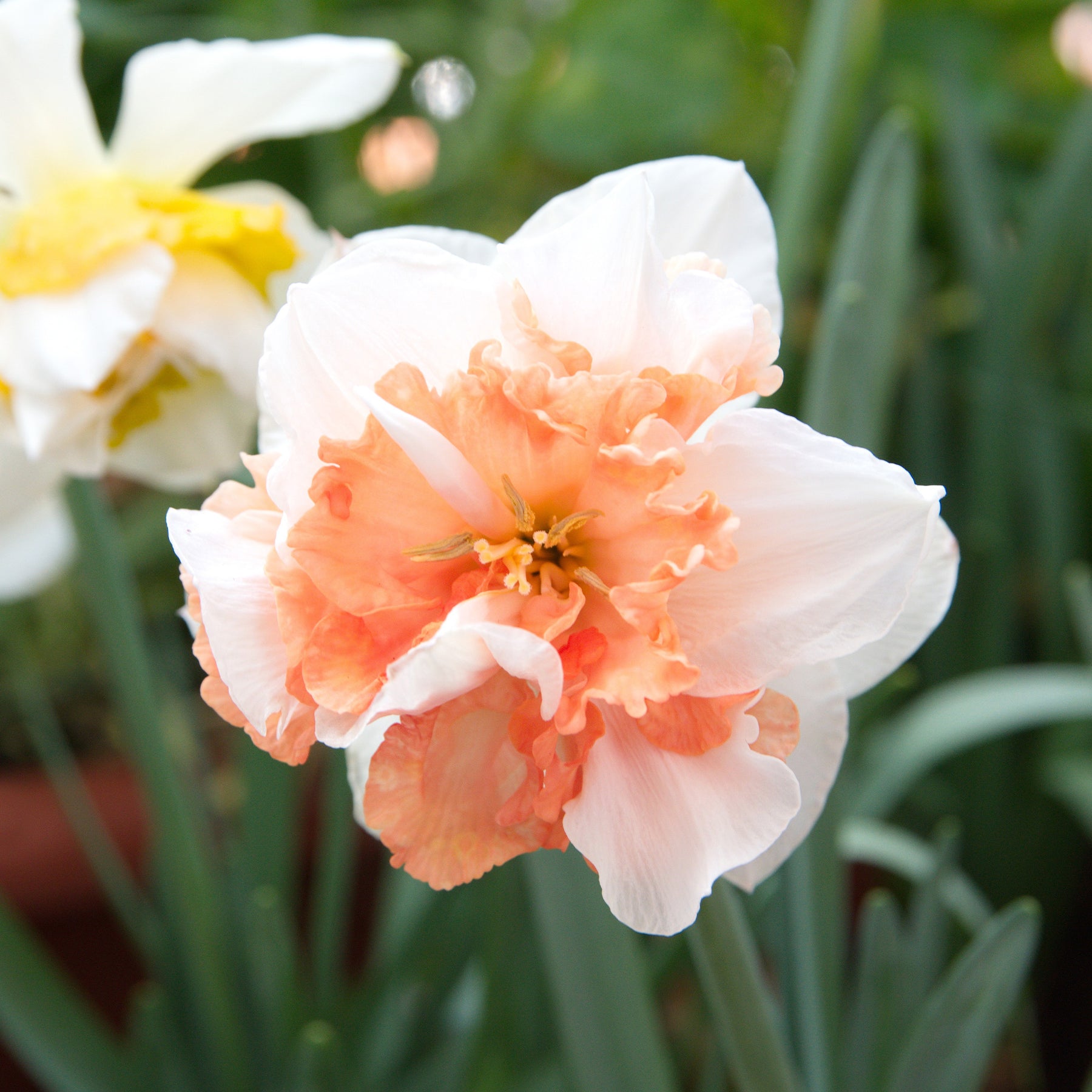 Vente Narcisses à fleurs doubles en mélange