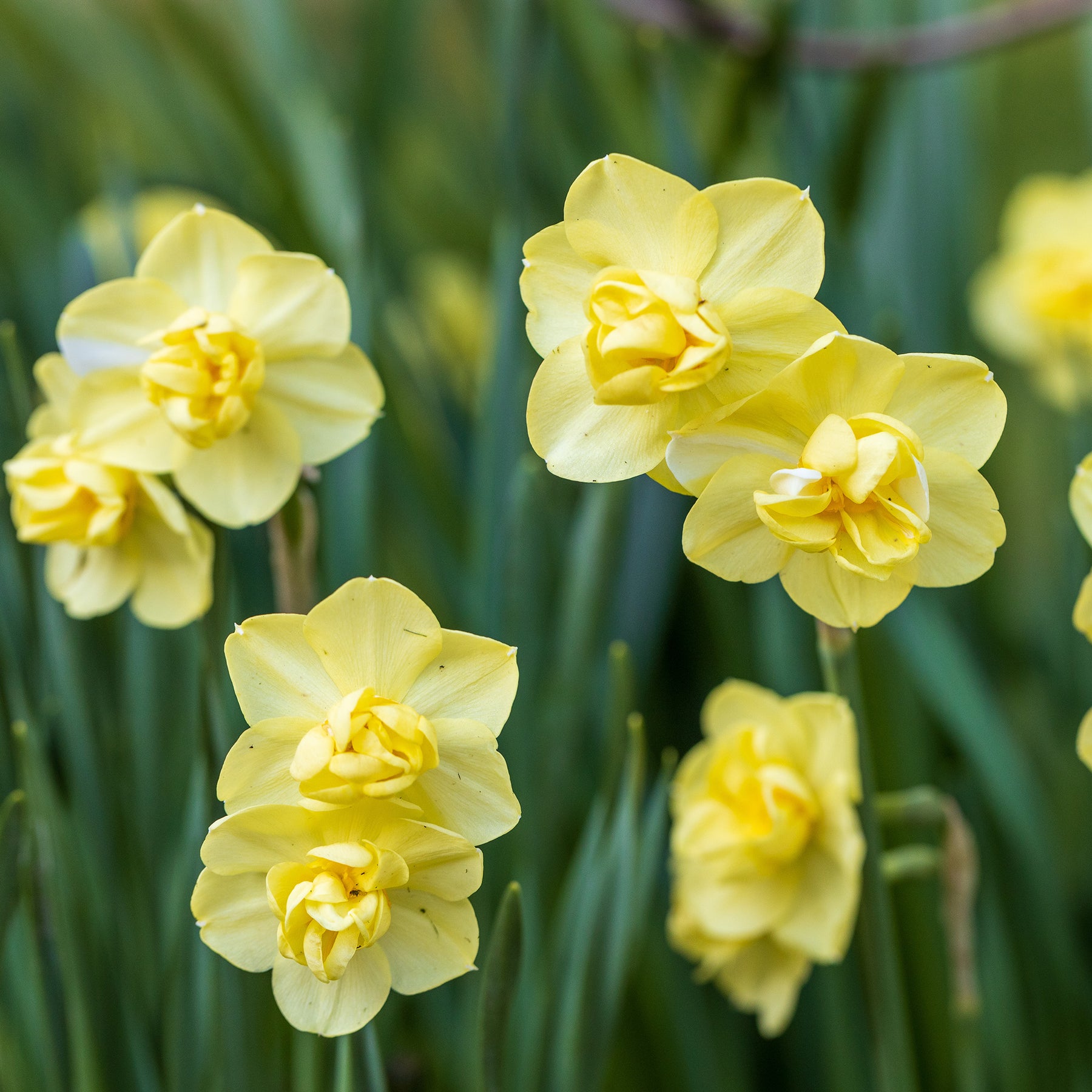 Narcissus - Narcisses à fleurs doubles en mélange - Narcisse