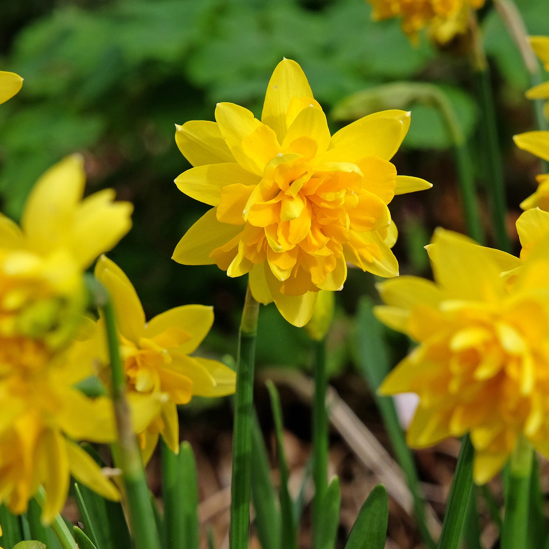 Vente Narcisses à fleurs doubles en mélange - Narcisse