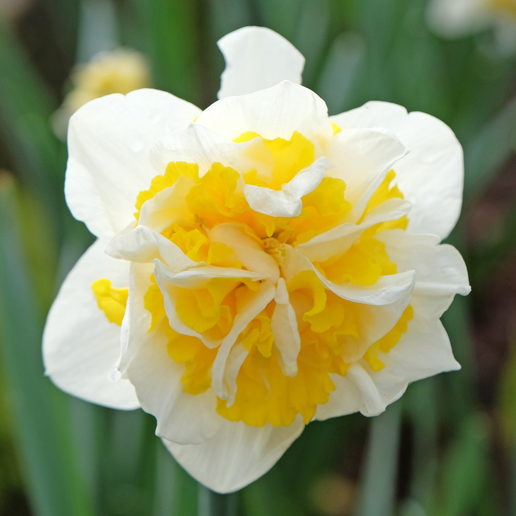 Vente Narcisses à fleurs doubles en mélange - Narcissus