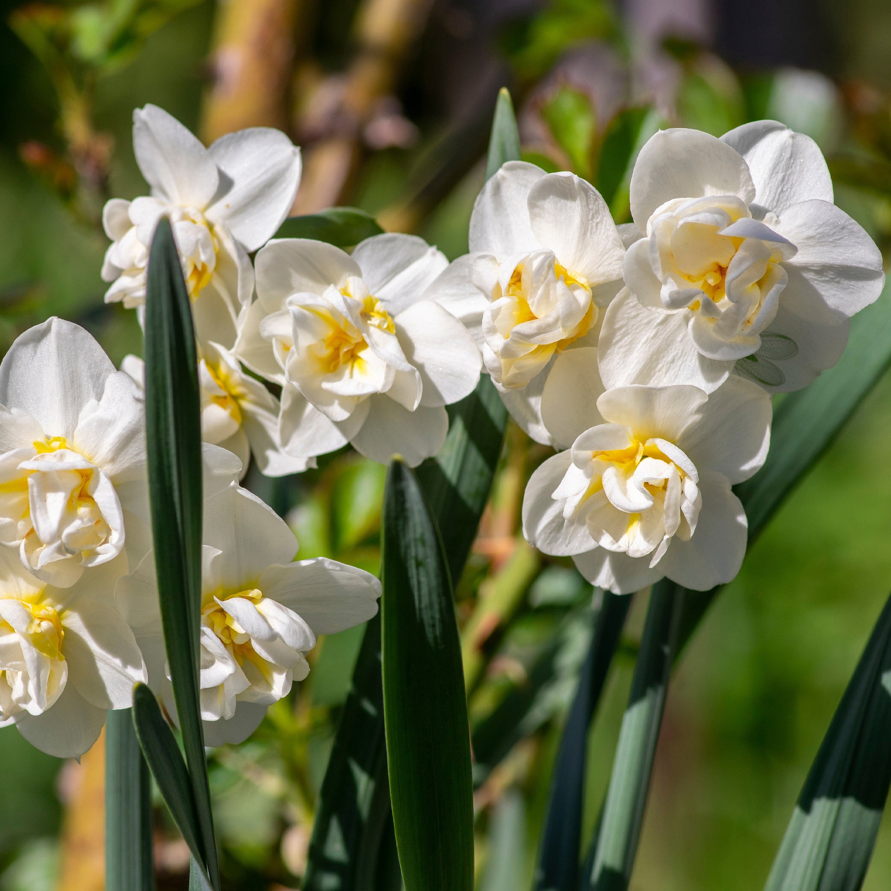 Narcisse - Narcisses à fleurs doubles en mélange - Narcissus