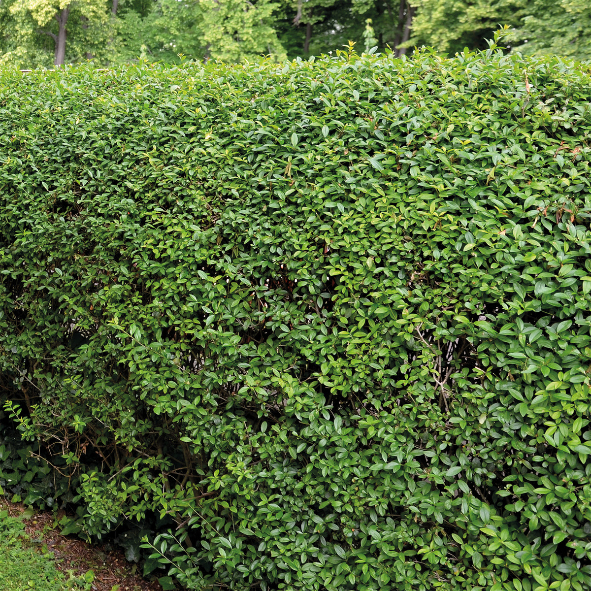 Haie de Troènes verts - Ligustrum ovalifolium - Willemse