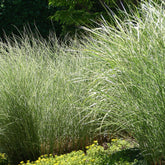 Eulalie Morning Light - Miscanthus sinensis morning light - Plantes vivaces