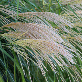 Eulalie Gracillimus Roseau de Chine gracieux