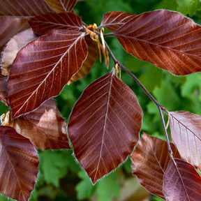 Haie de hêtres pourpres - Fagus sylvatica purpurea - Plantes