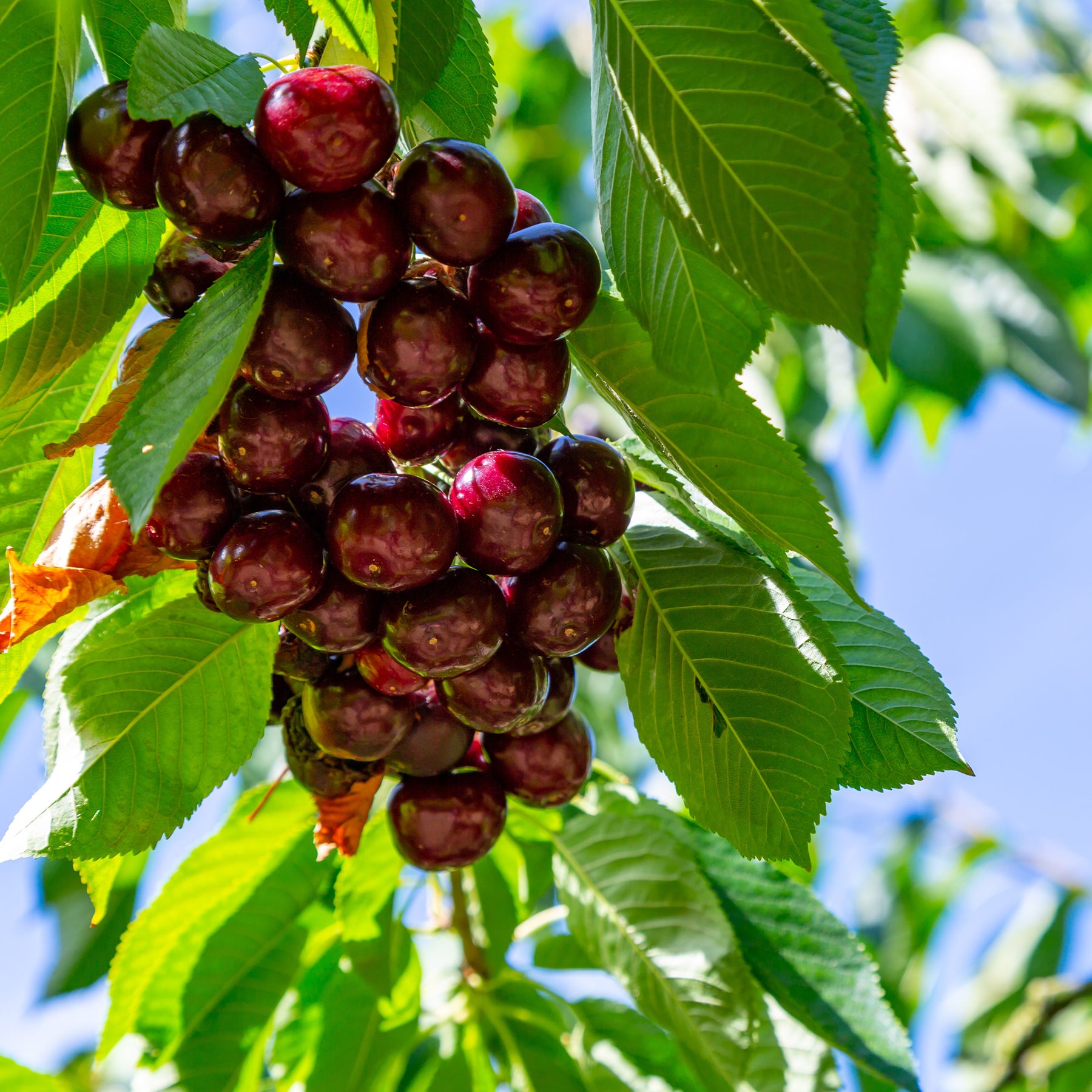 Cerisier Kordia - Prunus avium kordia - Fruitiers Arbres et arbustes