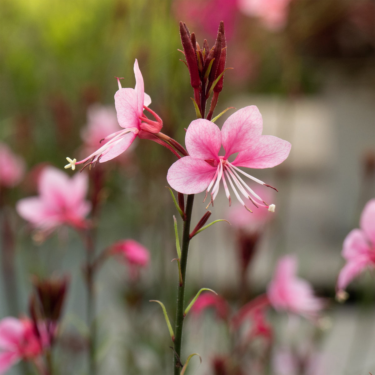 Gaura Siskiyou pink - Willemse