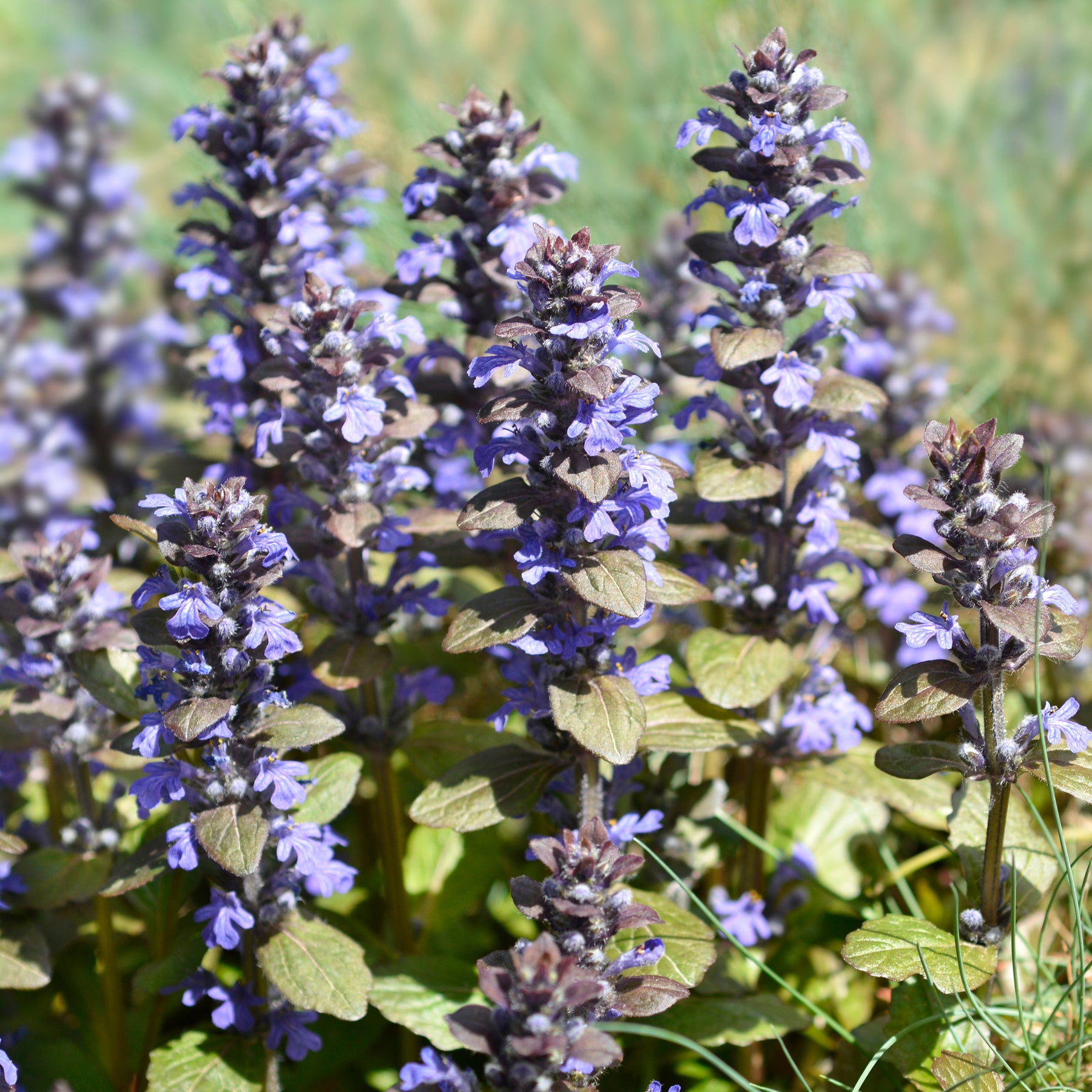 Bugle - 3 Bugles rampantes Atropurpurea - Ajuga reptans Atropurpurea