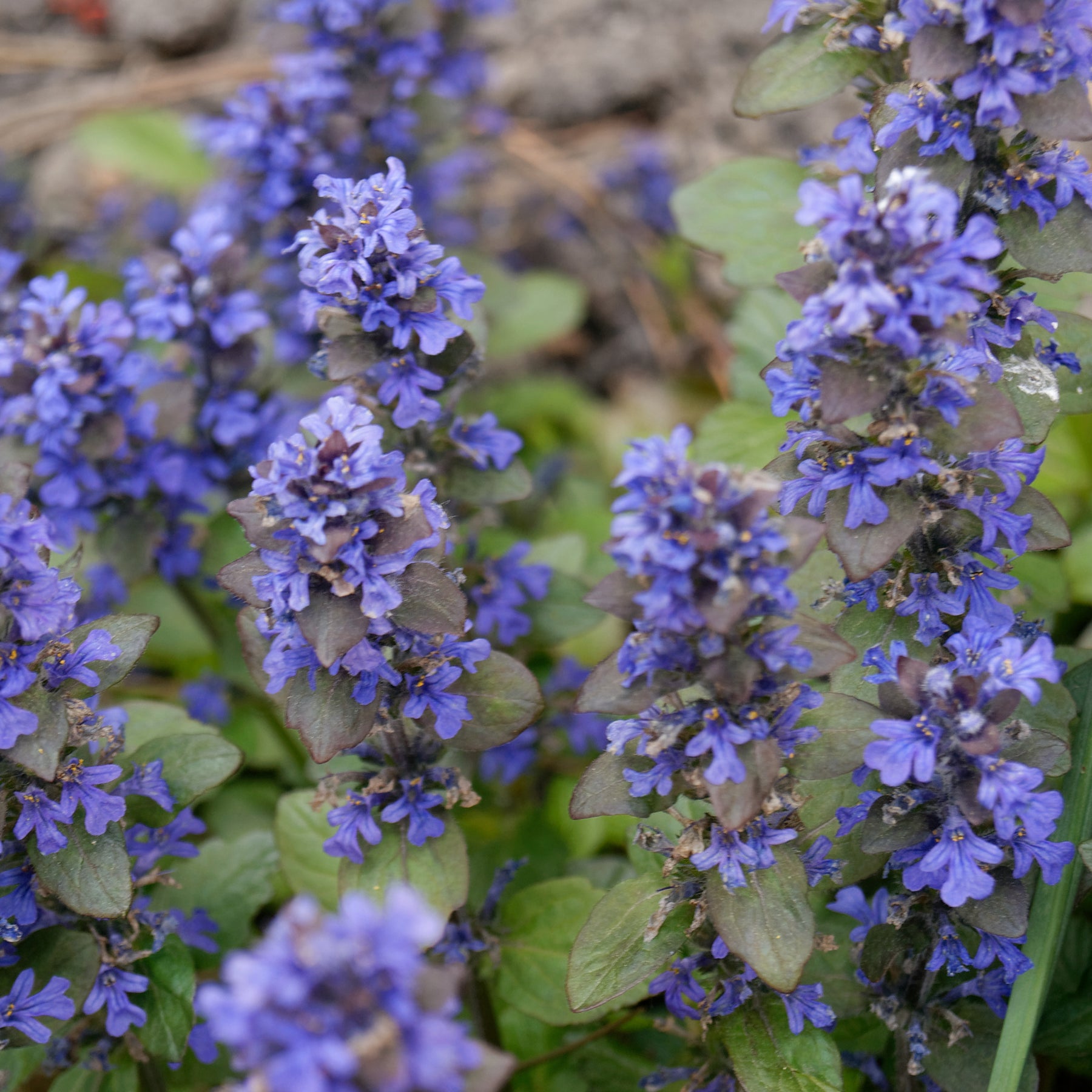 Vente 3 Bugles rampantes Atropurpurea - Ajuga reptans Atropurpurea